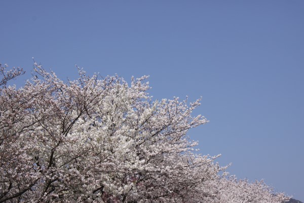 の画像
