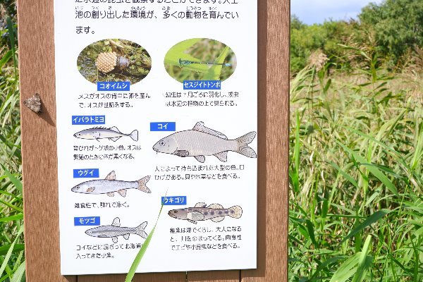 の画像