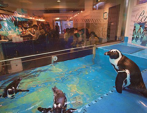 動物に癒されよう 池袋の動物カフェ6選 Aumo アウモ
