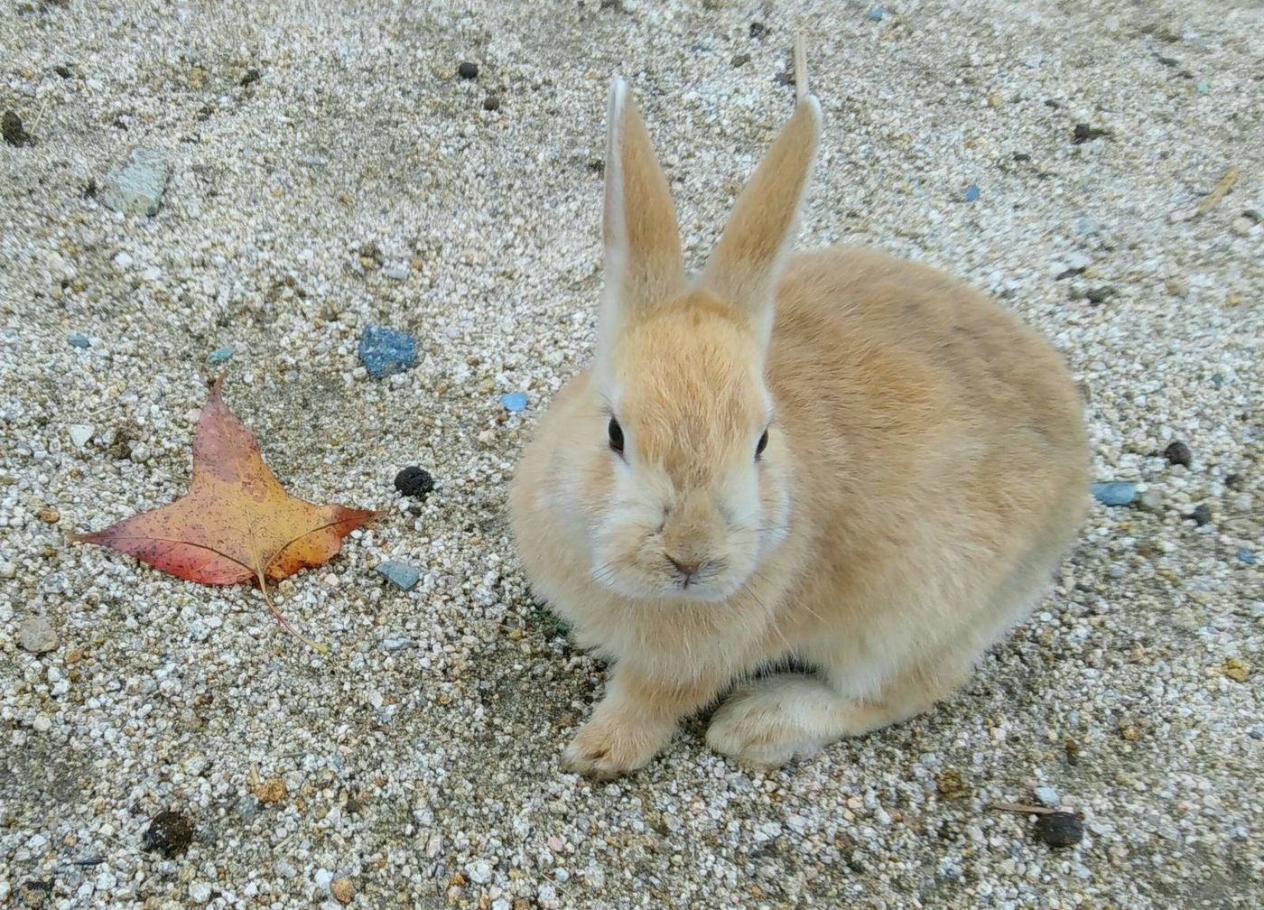 の画像