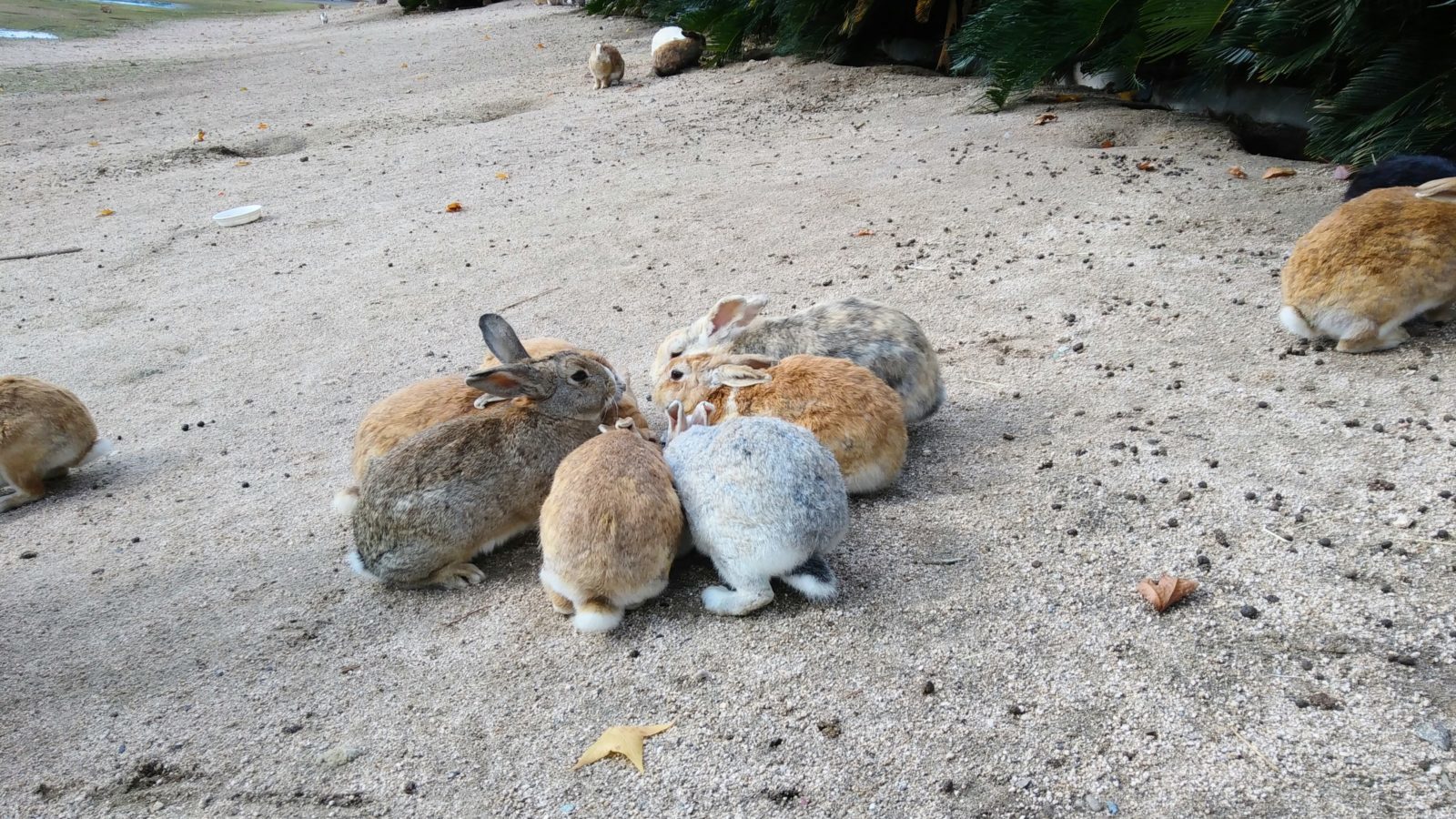 の画像