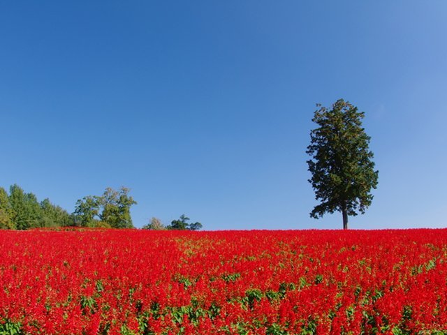 の画像