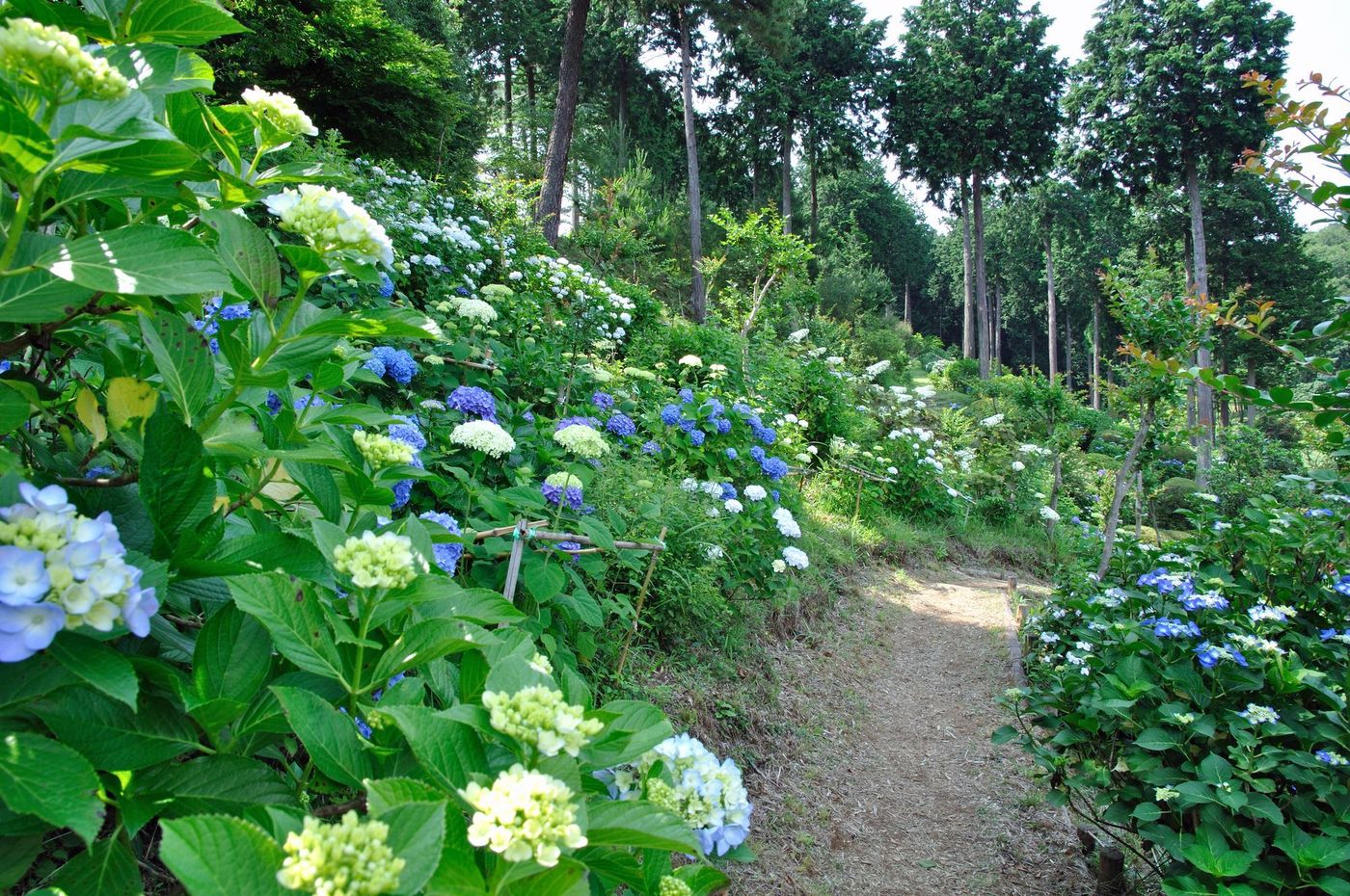 の画像