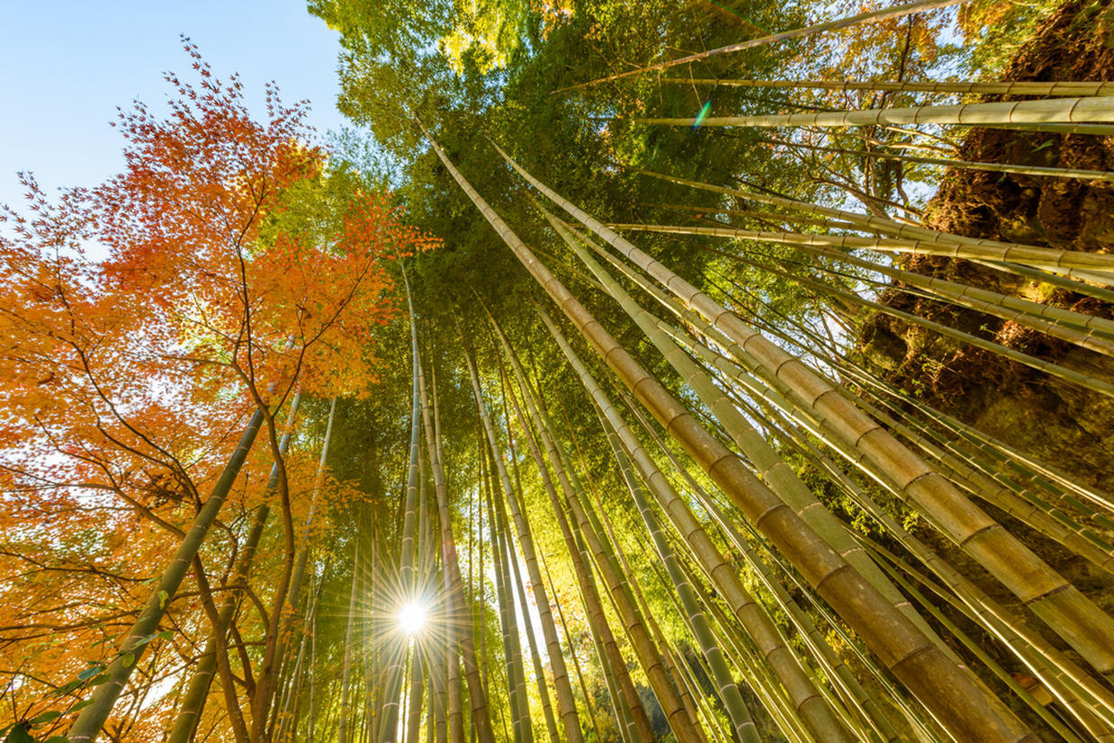 の画像