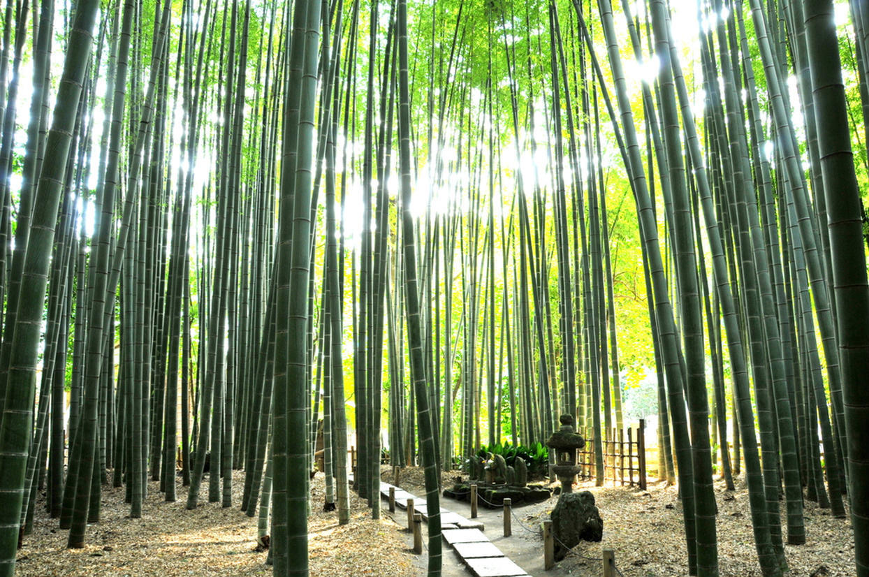 の画像