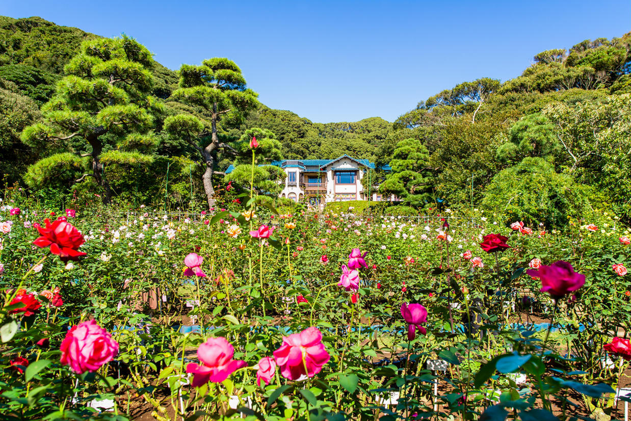 の画像