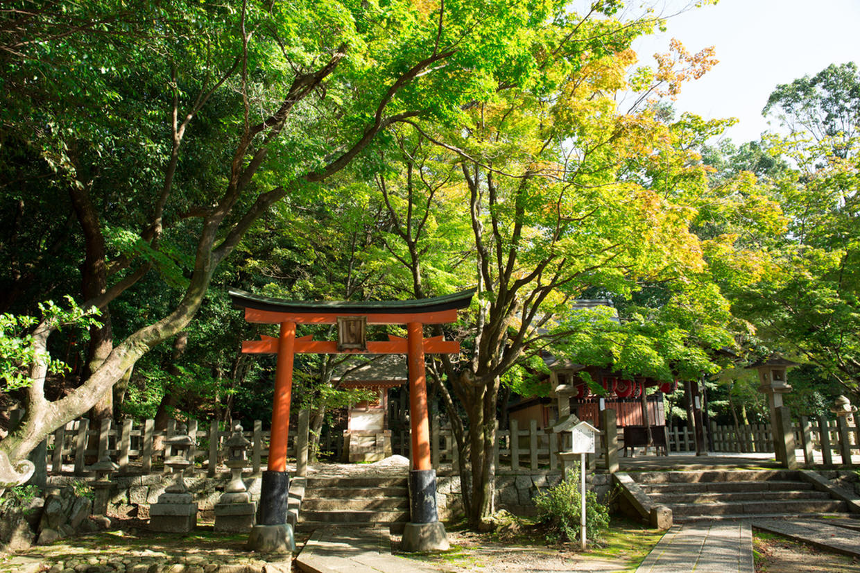 の画像