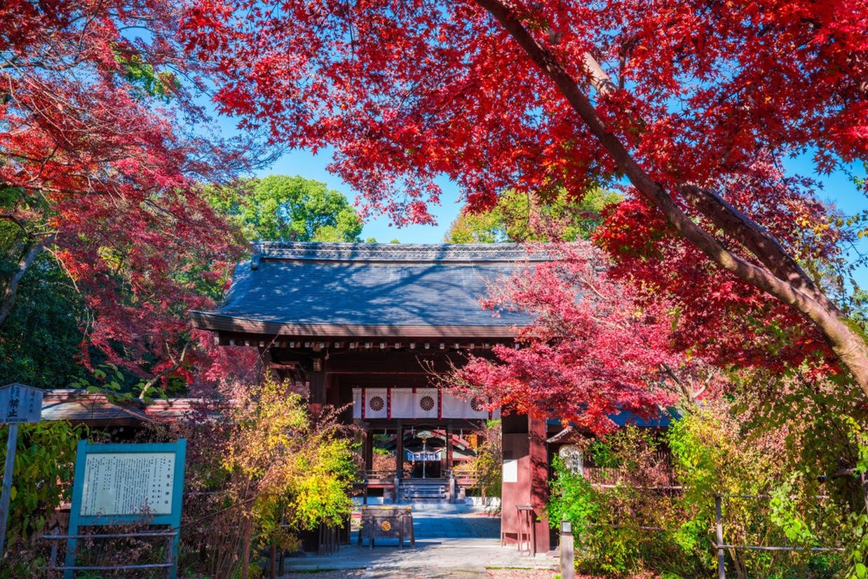 の画像