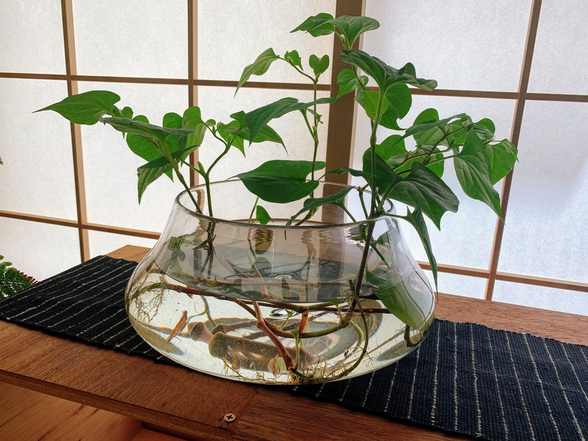 の画像