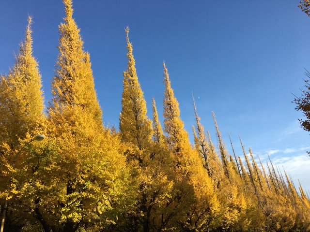 の画像