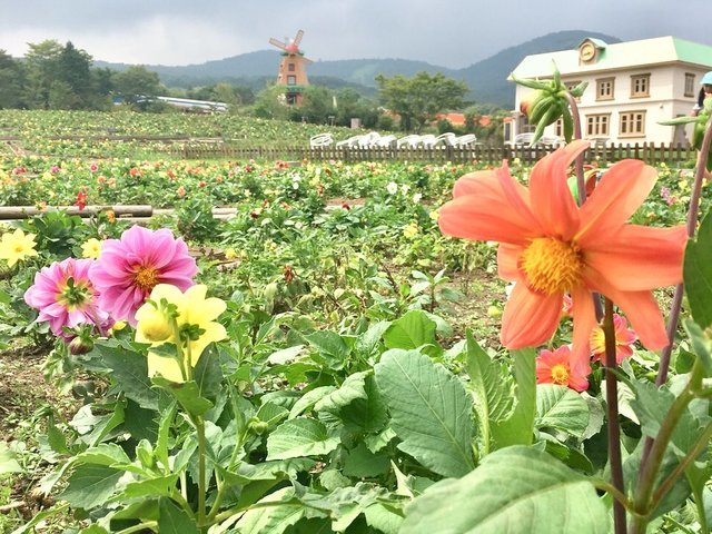 の画像