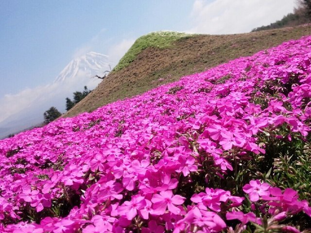の画像