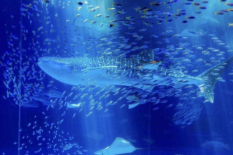 カップル 沖縄観光スポット13選 2人でリゾート気分を満喫 Aumo アウモ