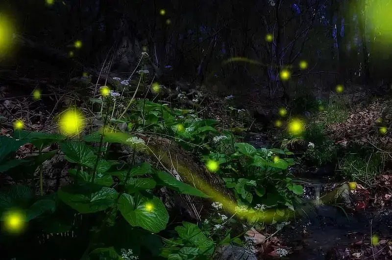 [Yamanashi, Yatsugatake] Grand Mercure Yatsugatake Resort & Spa! Firefly release experience and new activity "Billicker" available only on weekends in June.の画像