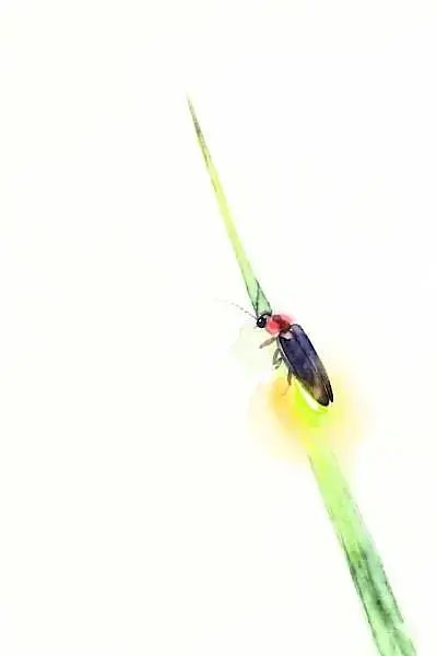 [Yamanashi, Yatsugatake] Grand Mercure Yatsugatake Resort & Spa! Firefly release experience and new activity "Billicker" available only on weekends in June.の画像