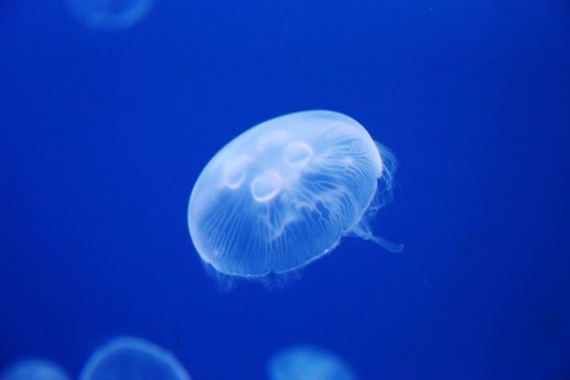 うみたまご の見どころを紹介 人気水族館の魅力に迫ります Aumo アウモ