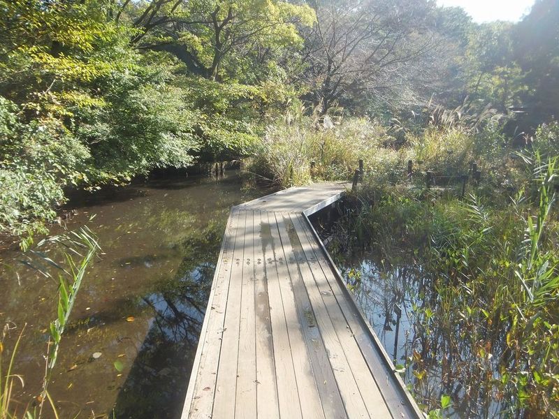 東京 癒しを求めて ストレスは森林浴で解消 Aumo アウモ