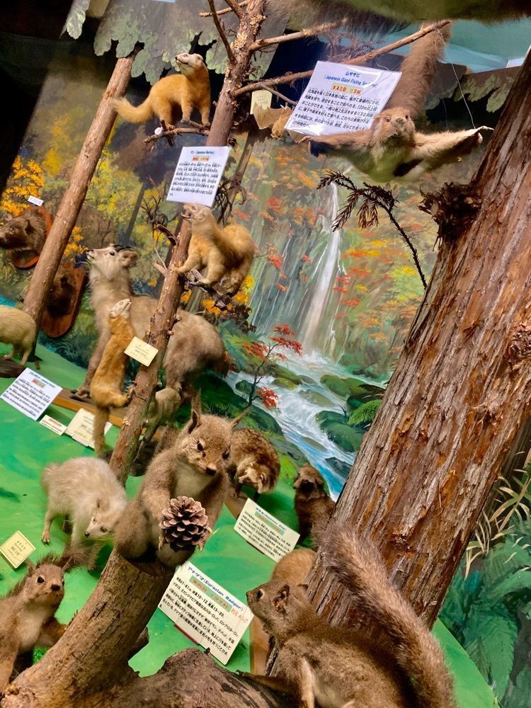 カランさんが投稿したつやま自然のふしぎ館に関する口コミの画像