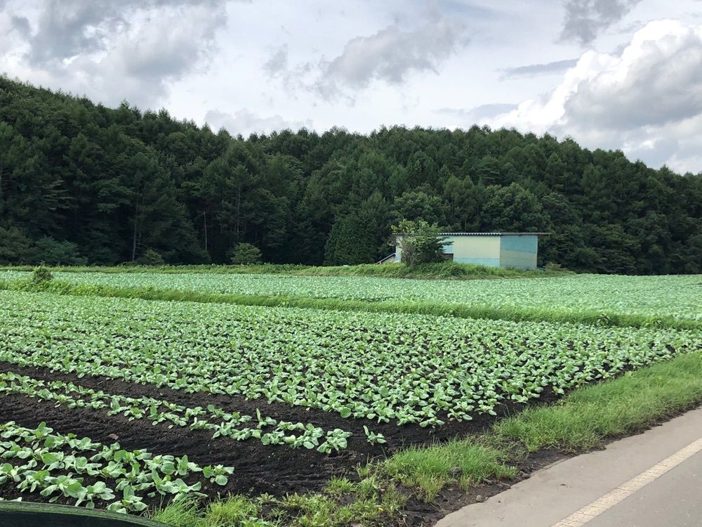 jun1216さんが投稿した嬬恋村に関する口コミの画像
