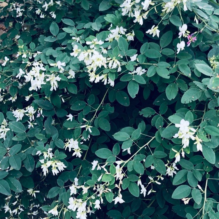 wonderfulさんが投稿した前山寺三重塔に関する口コミの画像