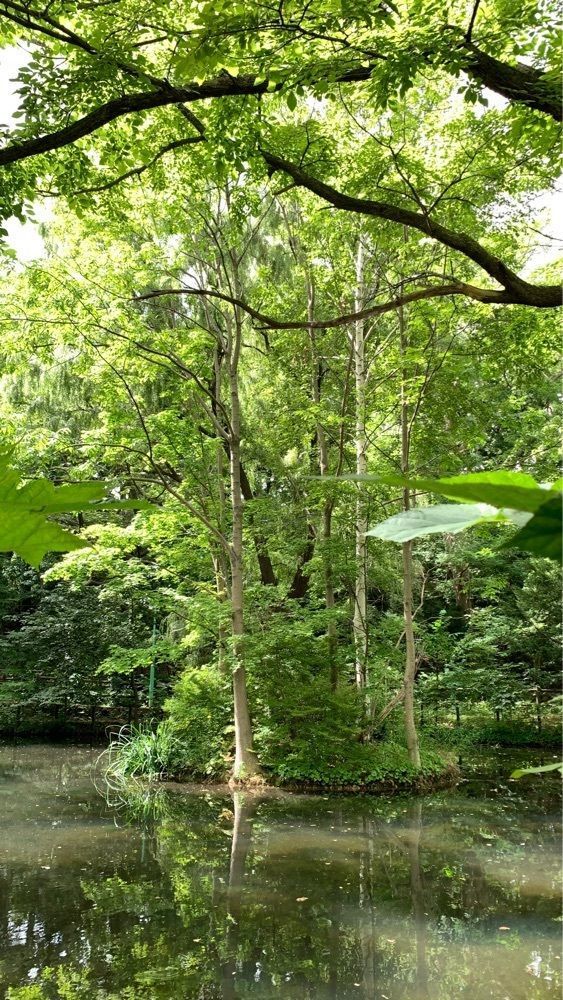 96_take4さんが投稿した円山原始林に関する口コミの画像