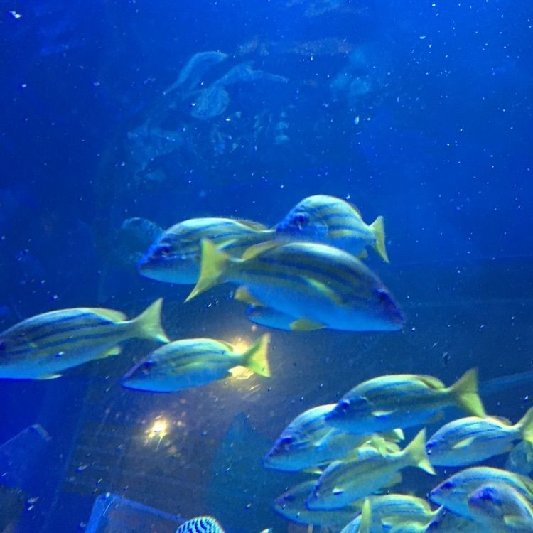 けんけんさんが投稿したしながわ水族館に関する口コミの画像