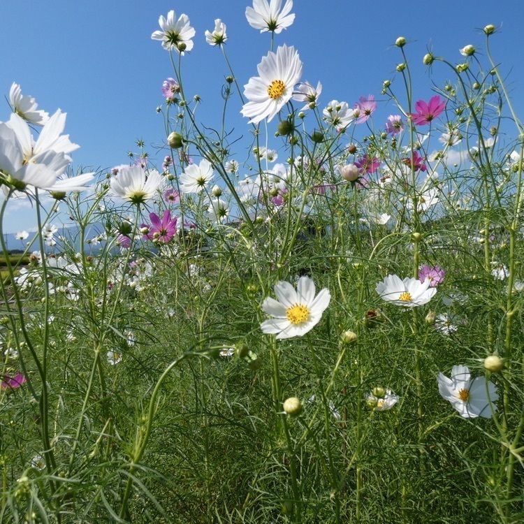 joyful_landscape_715eさんが投稿したつぼさか茶屋に関する口コミの画像