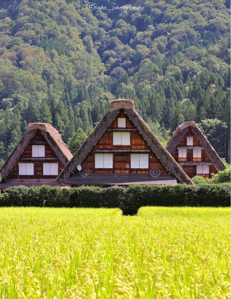 taka_wildflowerの画像