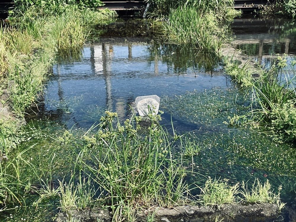 ぱっつんさんが投稿した浅間神社(三島市)に関する口コミの画像
