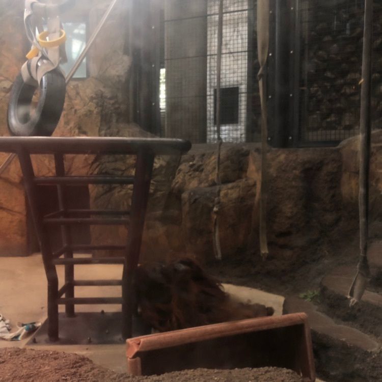 hinappleさんが投稿した多摩動物公園アフリカ園休憩所に関する口コミの画像