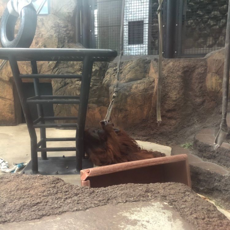 hinappleさんが投稿した多摩動物公園アフリカ園休憩所に関する口コミの画像