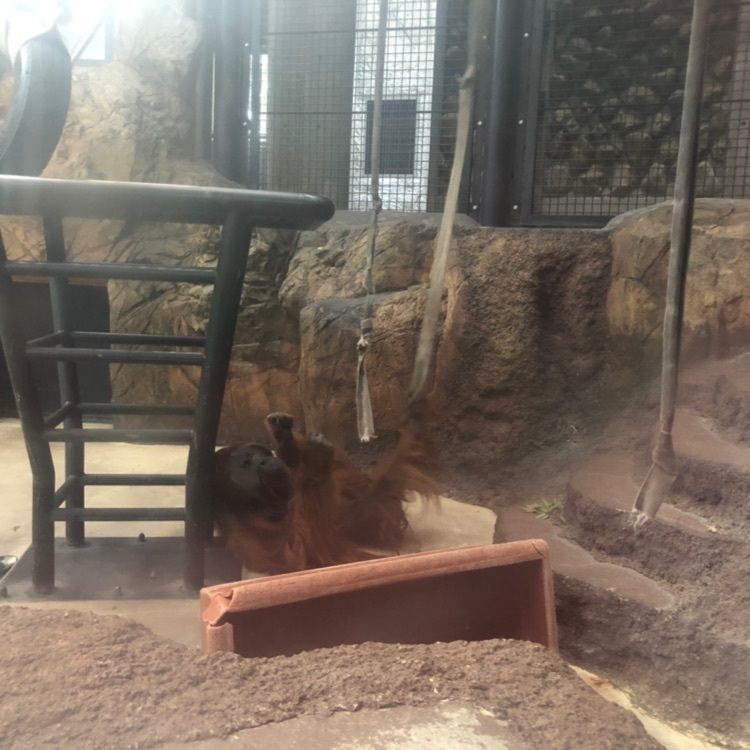 hinappleさんが投稿した多摩動物公園アフリカ園休憩所に関する口コミの画像