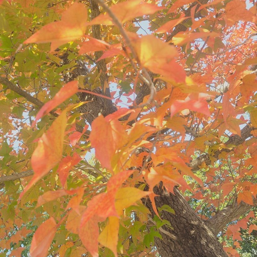 ohanaさんが投稿したあすたむらんど徳島に関する口コミの画像