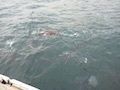 fumiさんが投稿した鯛の浦遊覧船展示館に関する口コミの画像