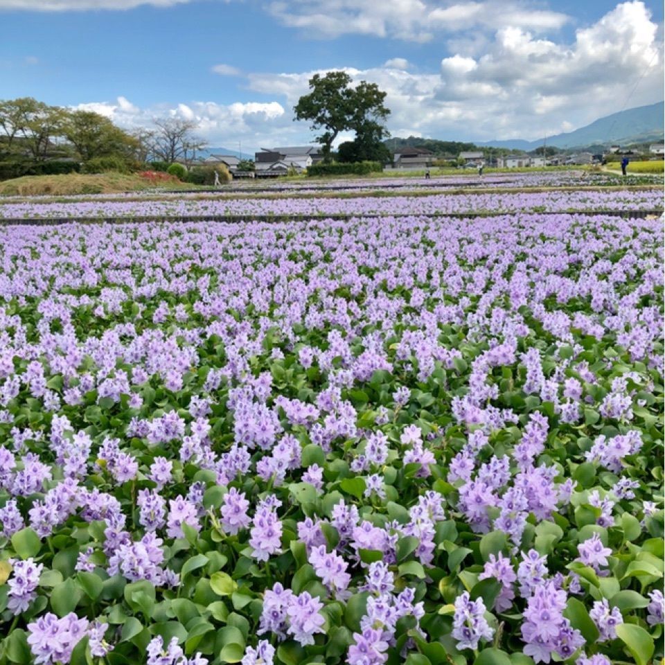 kayoの画像
