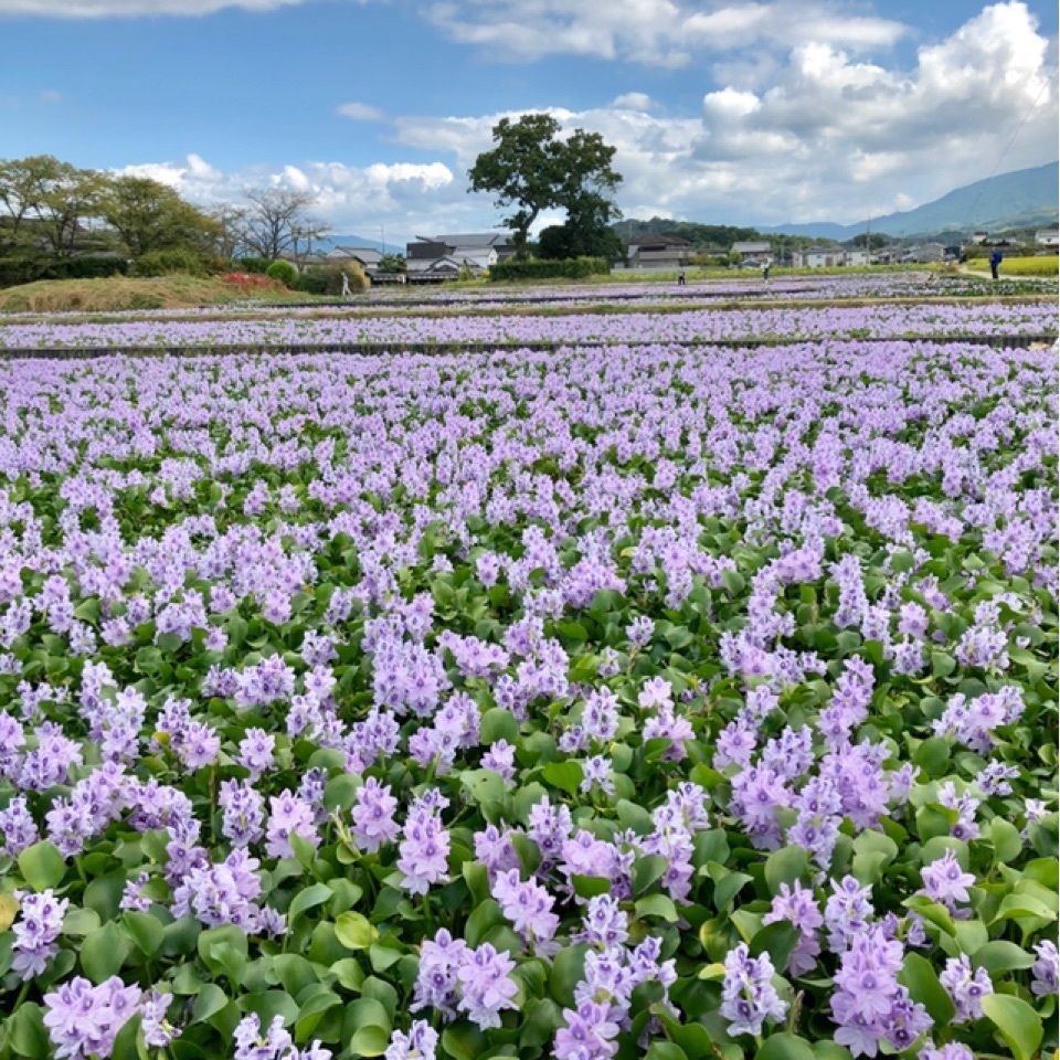 kayoさんが投稿した本薬師寺跡ホテイアオイに関する口コミの画像