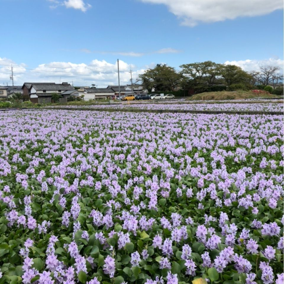 kayoさんが投稿した本薬師寺跡ホテイアオイに関する口コミの画像