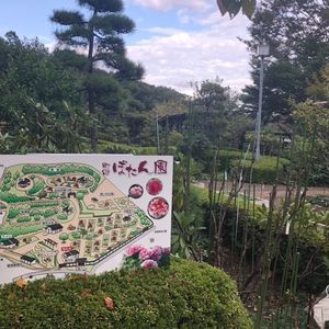 町田薬師池公園四季彩の杜ぼたん園（町田ぼたん園）