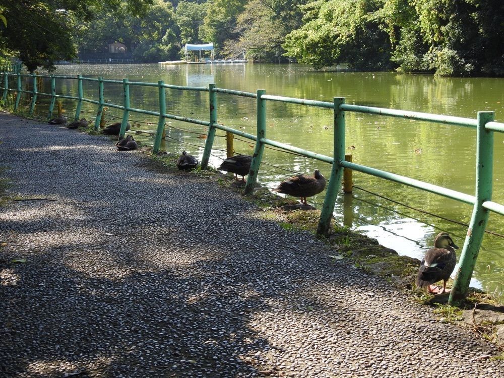 junkunさんが投稿したやきとり にしだ家 武蔵関店に関する口コミの画像
