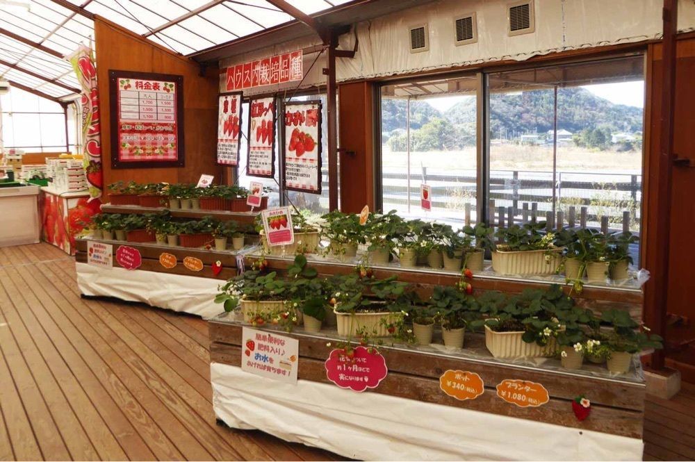 fumiさんが投稿した富浦いちご狩りセンターに関する口コミの画像
