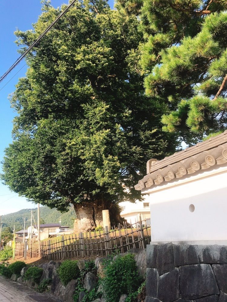 猫なぎ。さんが投稿した東根の大ケヤキに関する口コミの画像
