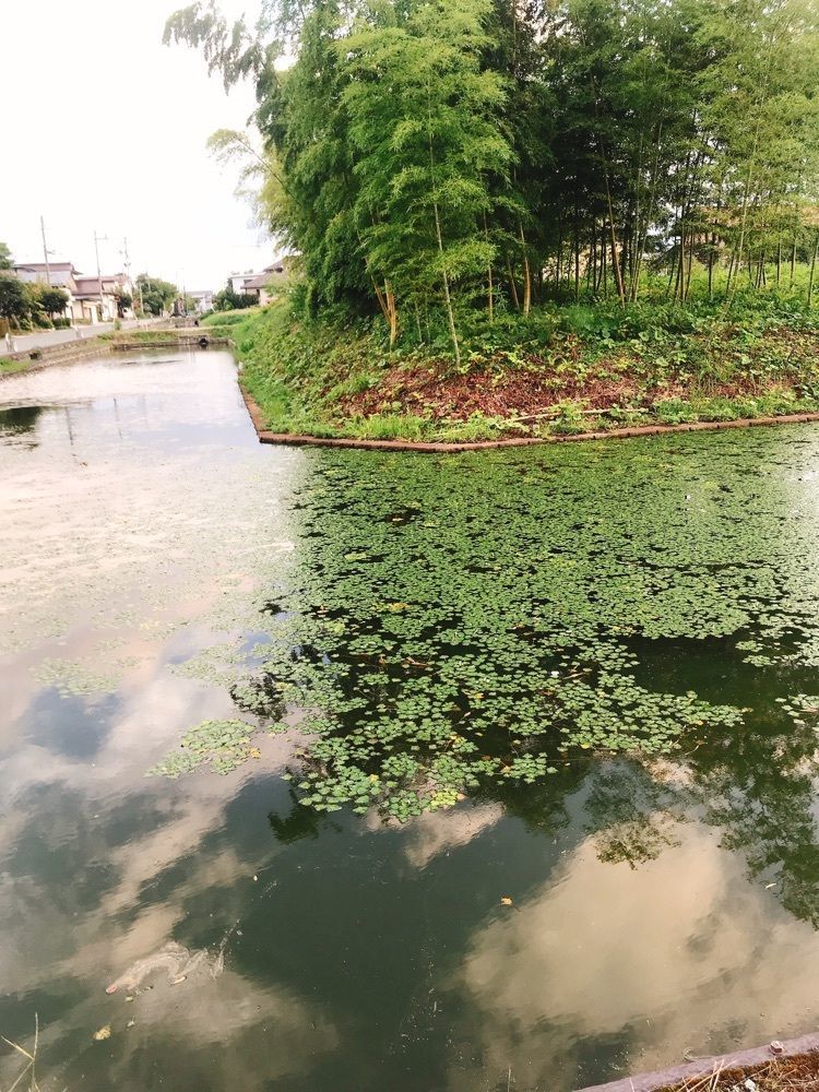 猫なぎ。さんが投稿した長瀞城跡（長瀞陣屋跡）に関する口コミの画像