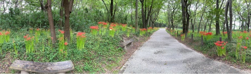 ply さんが投稿した木曽川祖父江緑地に関する口コミの画像