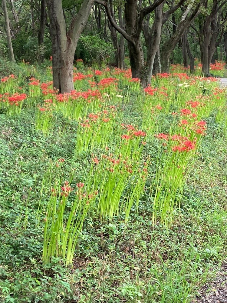 ply さんが投稿した木曽川祖父江緑地に関する口コミの画像