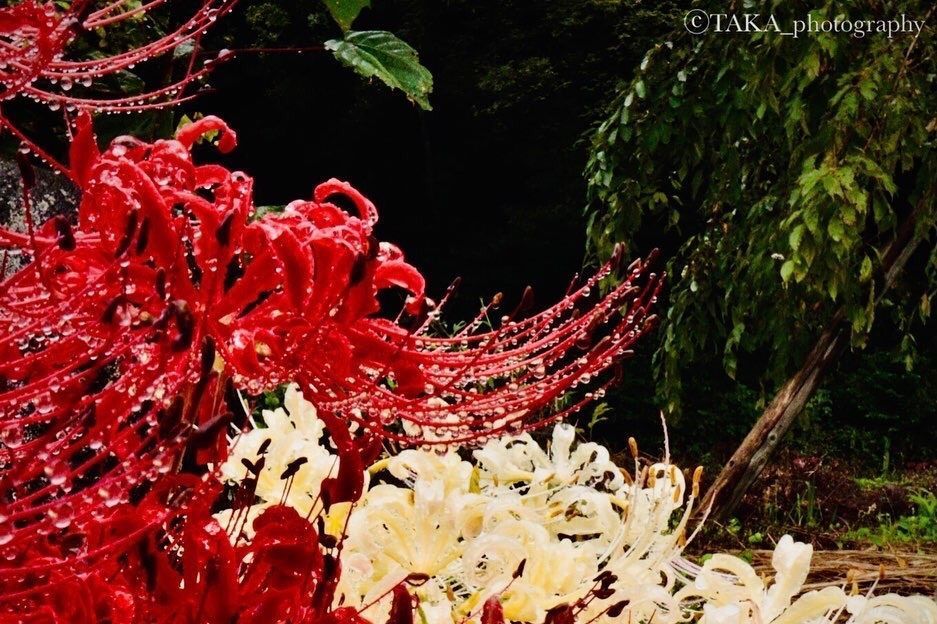 taka_wildflowerさんが投稿した七越ラーメン 井波店に関する口コミの画像