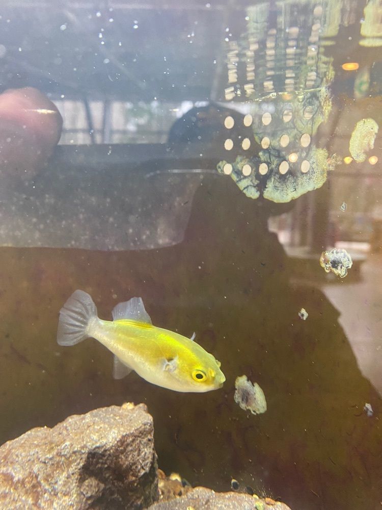 けんけんさんが投稿した山梨県立富士湧水の里水族館（森の水族館）に関する口コミの画像