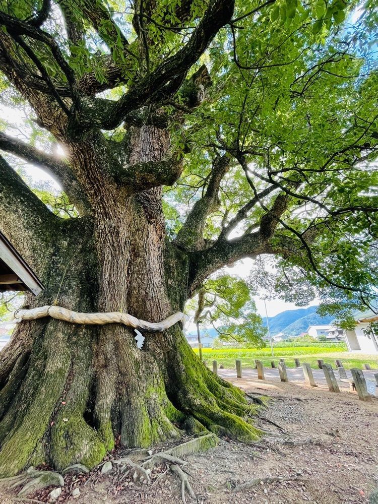 みぃさんが投稿した加茂の大クスに関する口コミの画像