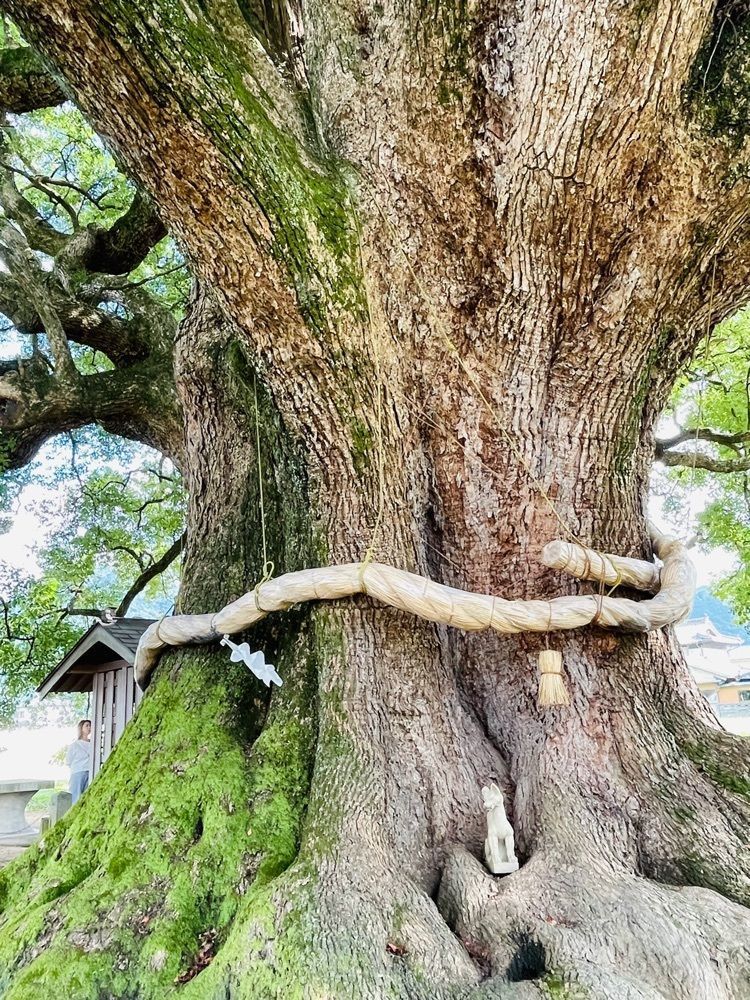 みぃさんが投稿した加茂の大クスに関する口コミの画像