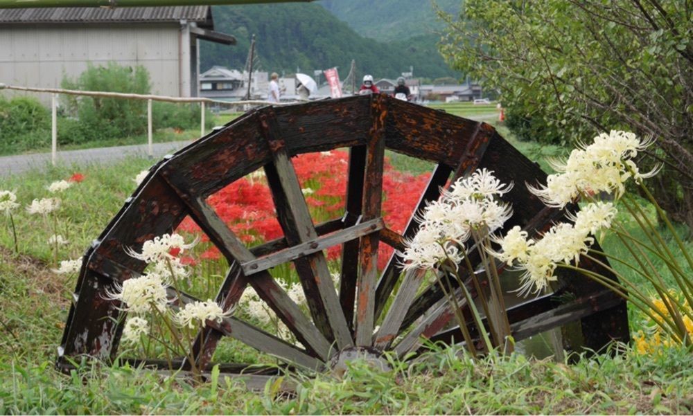 フラミンゴさんが投稿した間子の曼珠沙華（彼岸花）に関する口コミの画像