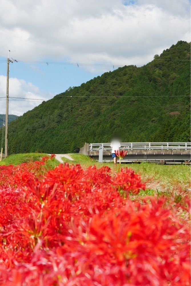 フラミンゴさんが投稿した間子の曼珠沙華（彼岸花）に関する口コミの画像